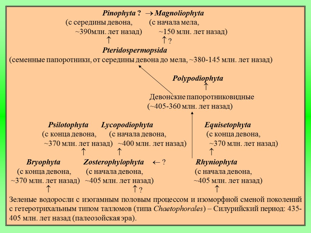 Pinophyta ?  Magnoliophyta (с середины девона, (с начала мела, ~390млн. лет назад) ~150